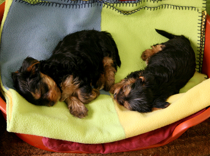 云呼免费网络电话